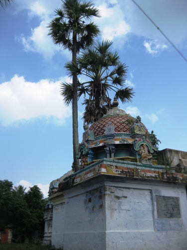 Tirupanaiyur Palm